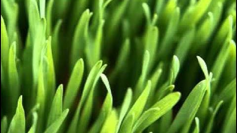 Quran  تلاوة خاشعة للقران الكريم القارئ محمد سعيد النعيمي سورة الزمر