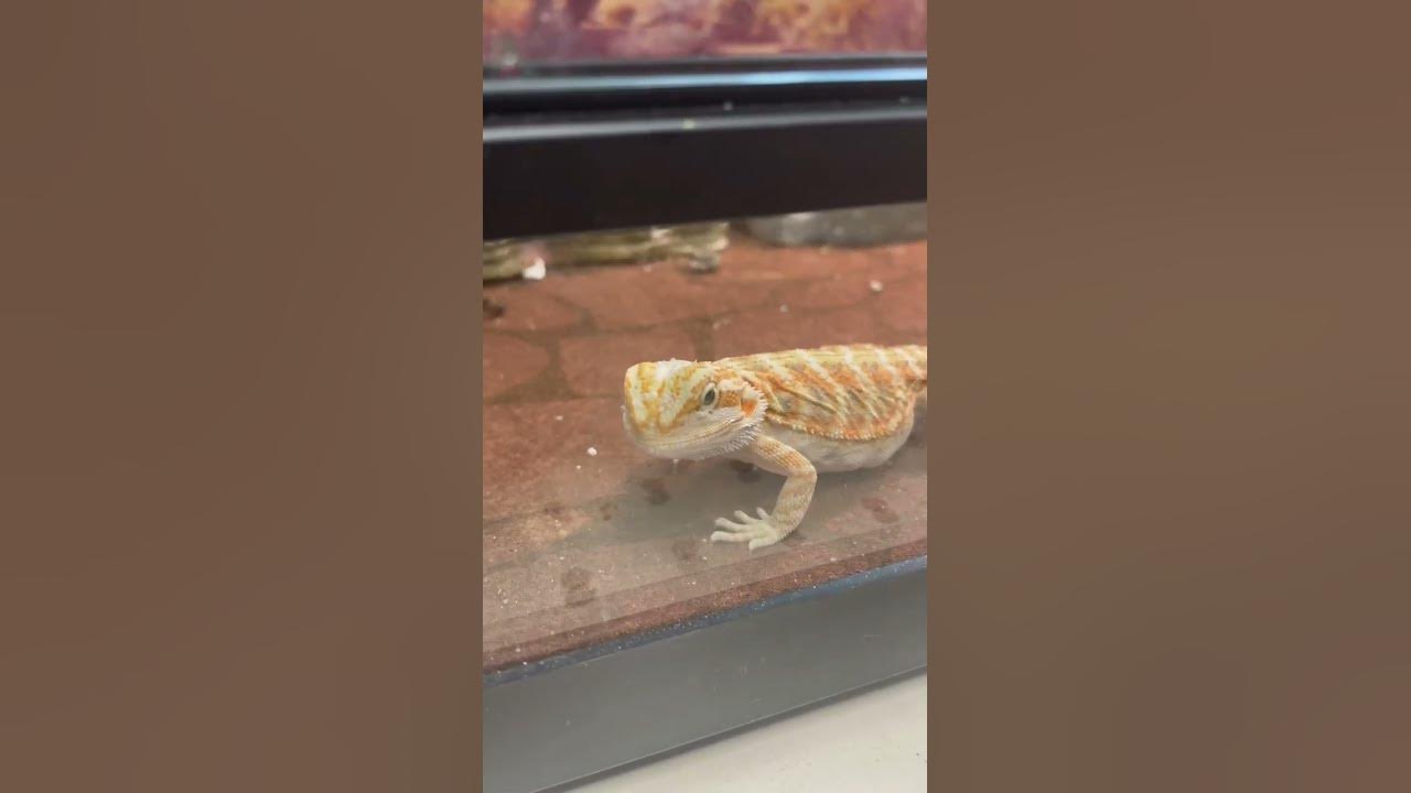 Observing a Fancy Bearded Dragon at a PETSMART YouTube