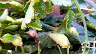 Forma Casera De Atraer A Las Chinitas