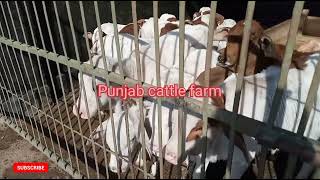 mini bulls for sale,,beautiful bulls, naukri bulls,,heavy bulls,, Punjab cattle farm, 2022 new video