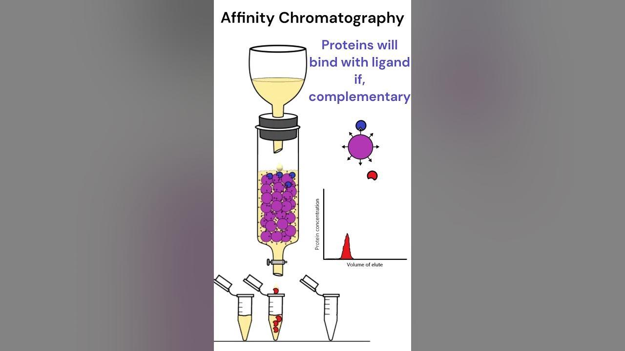 Affinity Chromatography chromatography animation YouTube
