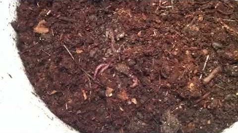 Worms are trying to escape!