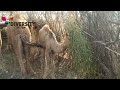 Camel baby eating grass  camel baby of thar  diversity of thar