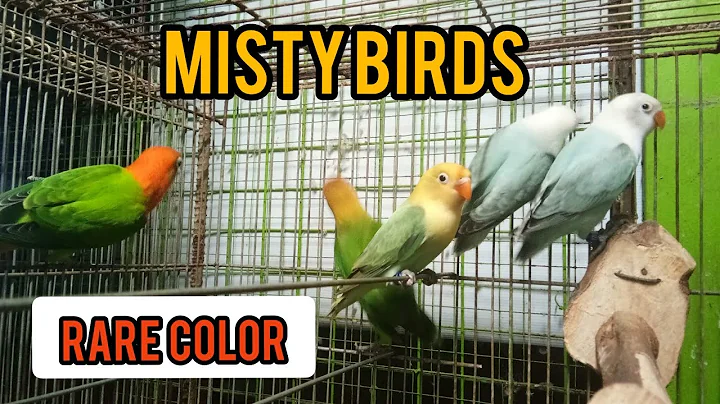 African Lovebirds Misty