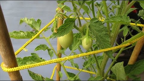 3 cách Làm Giàn đơn giản cho những Cây Cà Chua sai trĩu quả | Making creepers for tomatoes