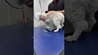 Using DogUp Plus on a Dog with #Cancer #madeinamerica #dogupstand