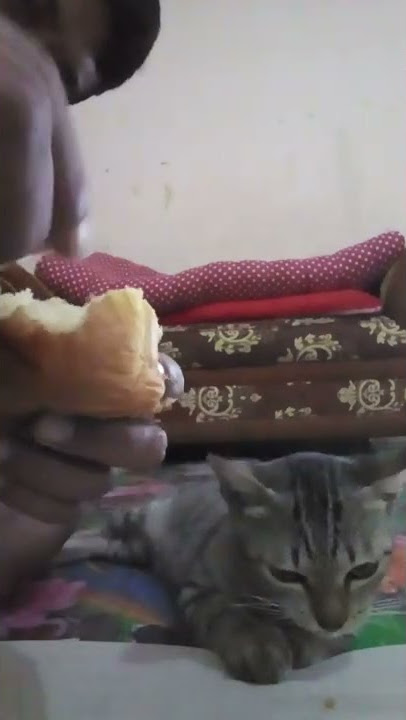 makan paginya cesi sama roti,lagi manja pingin di suapin