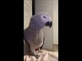 Блатной попугай Бендер