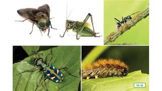 2D8L1 Insects Everywhere!