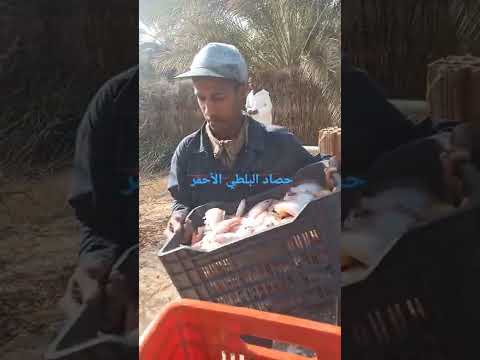 حصاد البعض من أسماك البلطي الأحمر الموجهة للإستهلاك من المستثمرة تقرت مرجاجة 