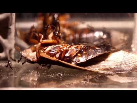 TRIPLE HIDDEN VIDEO: DARK KNIGHTS COCKROACH PARTY - TRIPLE HIDDEN VIDEO: DARK KNIGHTS COCKROACH PARTY