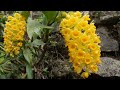 Dendrobium densiflorum|orchid|