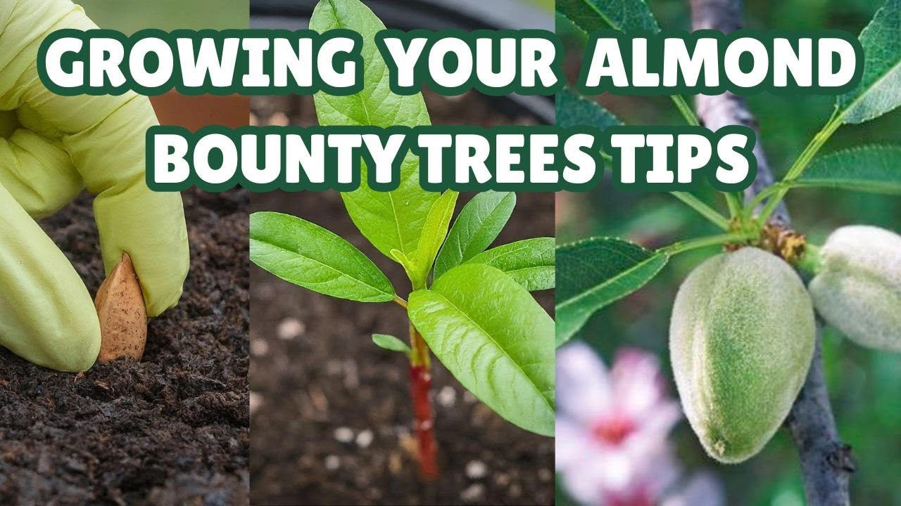 Growing Your Almond Bounty Trees Tips : A Guide to Seeding Almond Trees ...