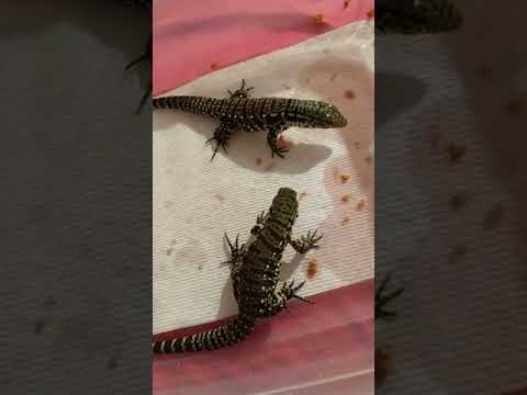 lizard skin grips Killian and Elias having lunch