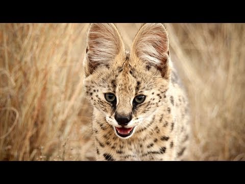 Vahşi Küçük Kediler |  Belgesel