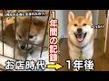 【ショーケースから家犬へ。】親ガチャ失敗した柴犬のお迎え初日から1年間の成長記録。