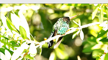 ¿A qué hora se acuestan los colibríes?