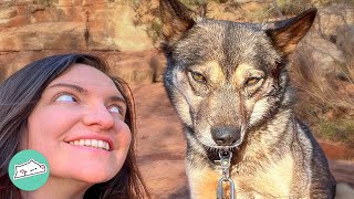 Hoarding Survivor Wolfdog Finally Opens Up To New Family | Cuddle Buddies