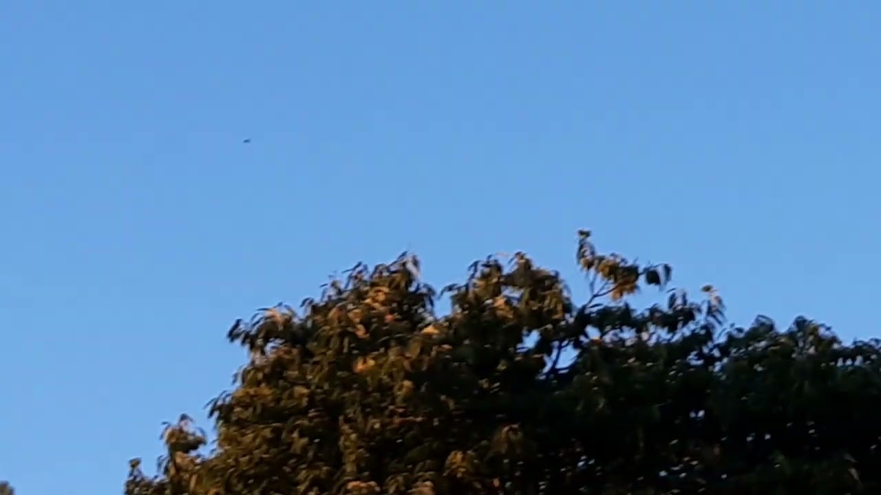 palombe.org - palombes en vol