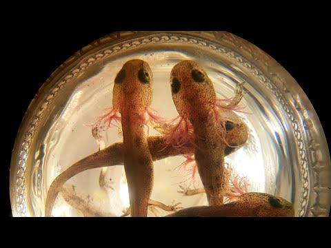 Vidéo: Salamandres et tritons débutants