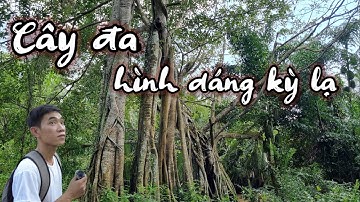 Cây đa cổ thụ có dáng hình kì lạ từng được lên phim truyền hình