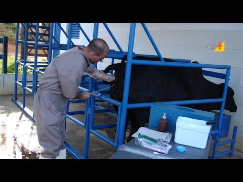 Aumentando os Lucros com IATF - Curso CPT Inseminação Artificial em Bovinos