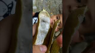 Cuajinicuil, jinicuil, guasamalleta, 𝑰𝒏𝒈𝒂 𝒗𝒆𝒓𝒂 #campo #frutos #frutas #rancho #arboles #naturaleza
