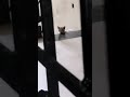 BOOMER GADU CAT NI ATTACK CHESTUNADU #dogshorts #labrador