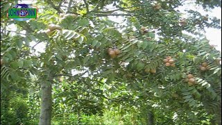 ÁRBOL DE TOCTE O NUEZ ANDINA