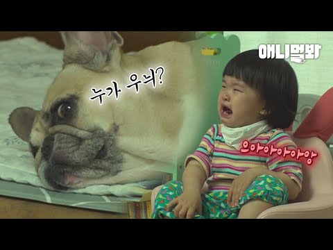 동생이 울 때마다 강아지 언니가 하는 기막힌 행동ㅋㅋㅣWhat Dog Does Whenever <strong>Her</strong> <strong>Human</strong> Sister Cries LOL