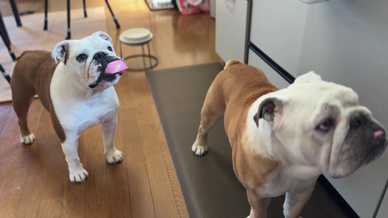 おもちゃorおやつ、どっちにするか全力まるこに聞いてみた結果が奇跡の両獲りだった(笑)