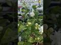 #gardening #shorts #vlog