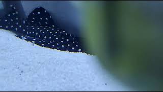 L240 Leporacanthicus cf. Galaxias ( Vampire Pleco )