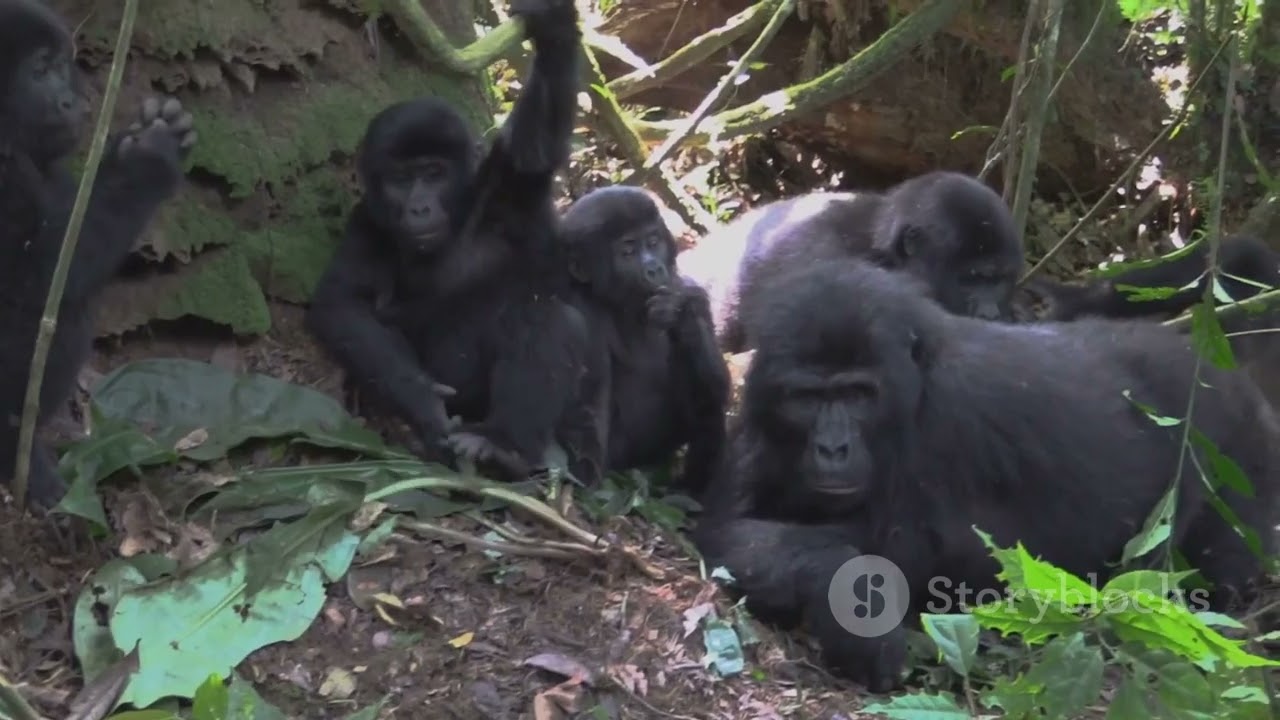 Amazing Facts About Gorilla Behavior!