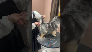 CUTE AKITA PUPPY IMPRESSED FIRST FULL GROOMING #dog #cutedog #akita #care #puppy