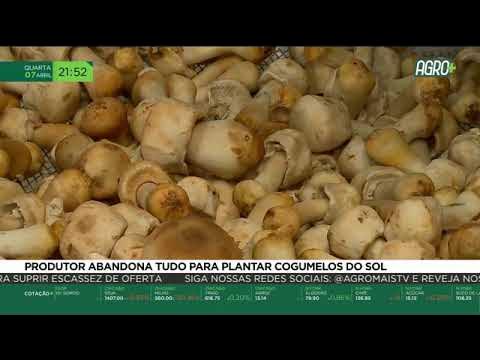 Produtor abandona tudo para plantar cogumelo do sol 