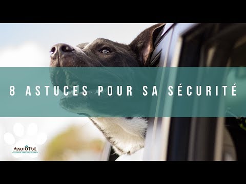 Vidéo: Assurance auto qui assurera un chien lors d'un voyage