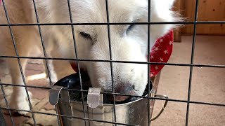 【ルンルンの裏庭】水を飲むルンルン