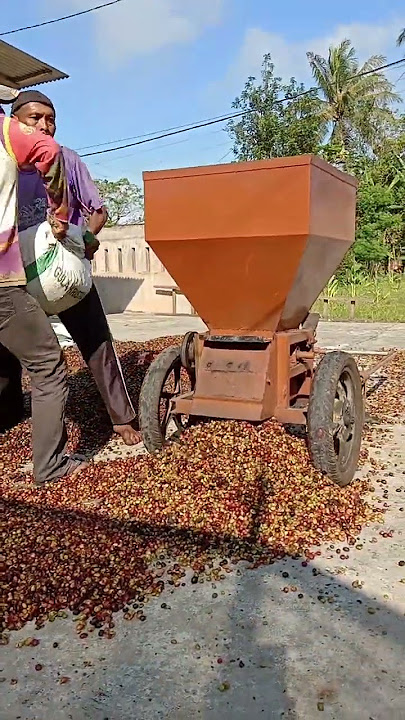 giling kopi #shortsviral #shortvideo #shorts #short #shortsfeed #shortsvideo #kopi #gondrongbwi
