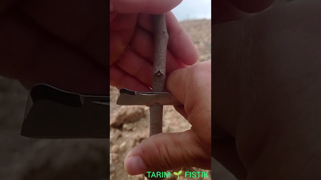 Siirt fıstığı YONGALI göz aşısı #Pistachio