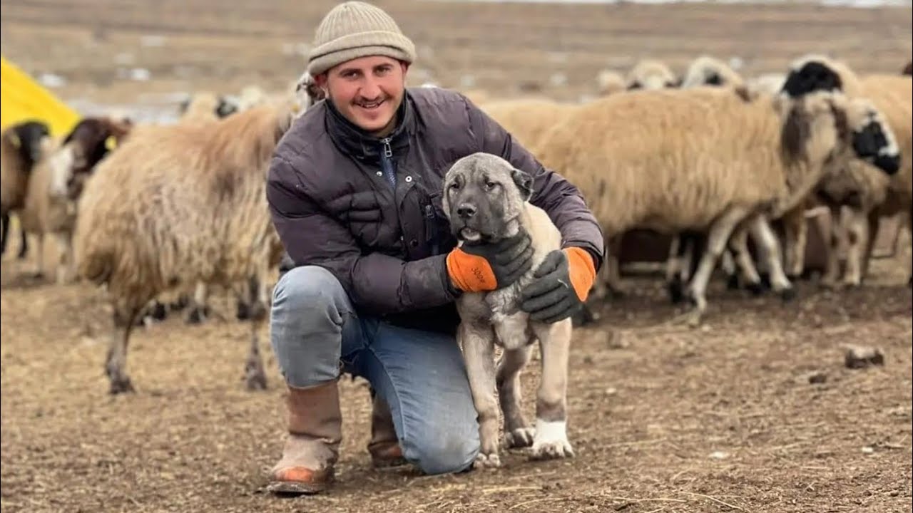 KUZULARA İLAÇ YAPTIK DİKAT EDİLMESİ GEREKEN BİLGİLER 