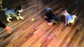 Howie chasing his ball on wood floors