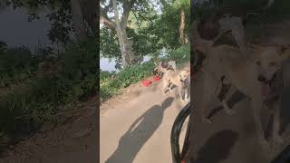 Real love 💖🐕#street #dog #help #food #love #animals #shorts #viralvideo #youtubeshorts