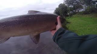 River Forth, Two From The Rocks, 1St Oct 2020