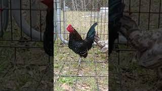 Old English Game Bantams - Spangled