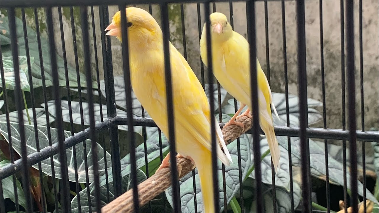 SF LOKAL, F2SF, F1BB, F1SF dipinang bosku