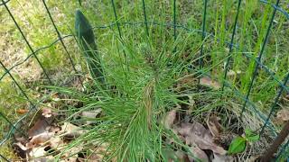 Pinus pinaster borovice přímořská