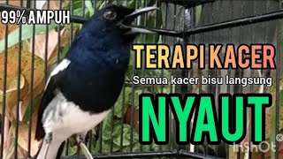 suara burung kacer gacor ngeplong ini paling AMPUH buat terapi kacer bisu agar cepat bunyi emosi