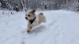 Havanese having fun in the snow