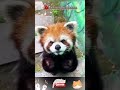 Lucunya panda merah marah 